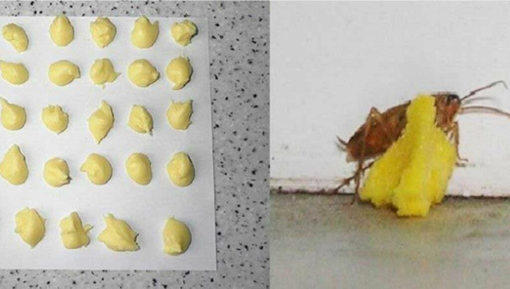 An image of a homemade anti-cockroach paste next to an image of a cockroach eating the paste. 