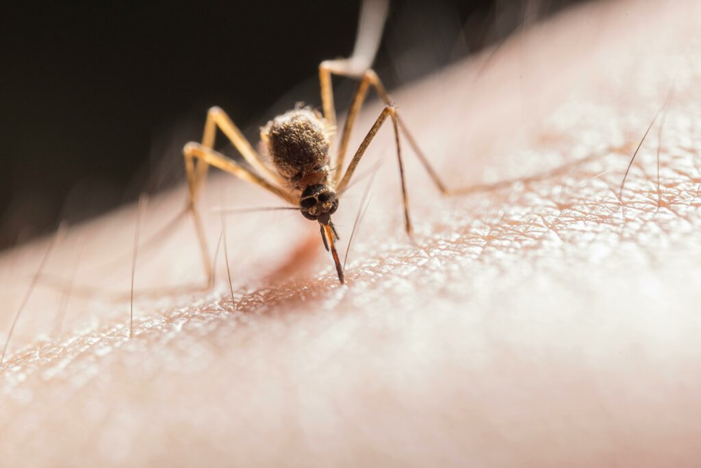 Mosquito Biting on Skin
