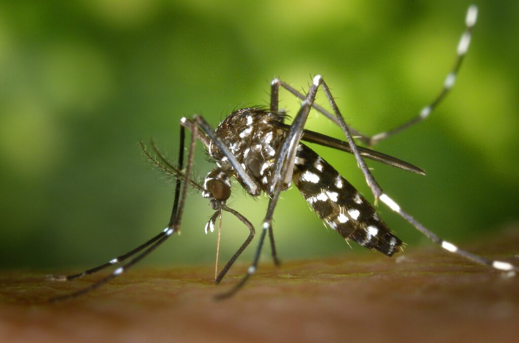 Black White Mosquito
