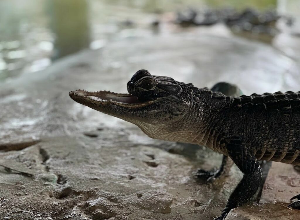 Jawline, the gator with the missing upper jaw