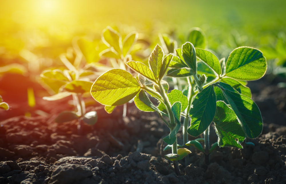 Glycine max, soybean, soya bean sprout growing soybeans on an industrial scale. Products for vegetarians. Agricultural soy plantation on sunny day. An untreated field with weeds.