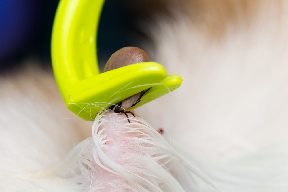 removing a tick from cat or dog skin with tick remover tool
