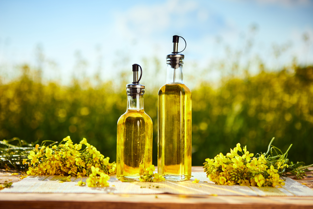 Rapeseed oil bottles (canola) on background rape field
