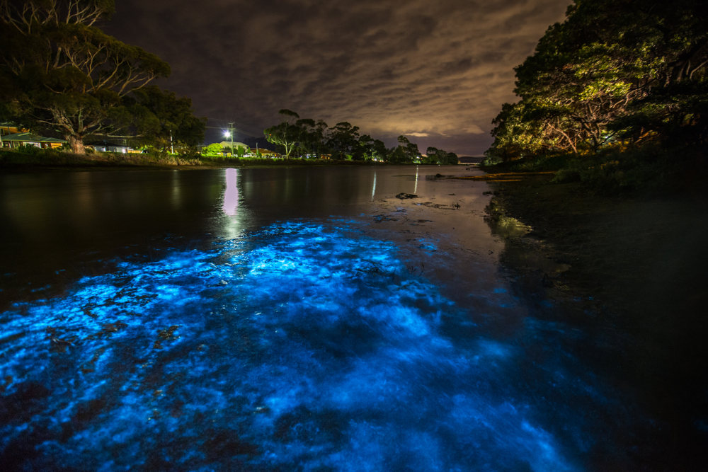 an amazing bioluminescence in Tasmania, Australia
