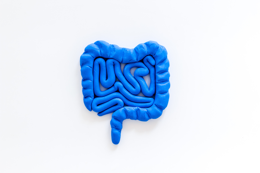 Intestines health. Guts on white background top view copy space
