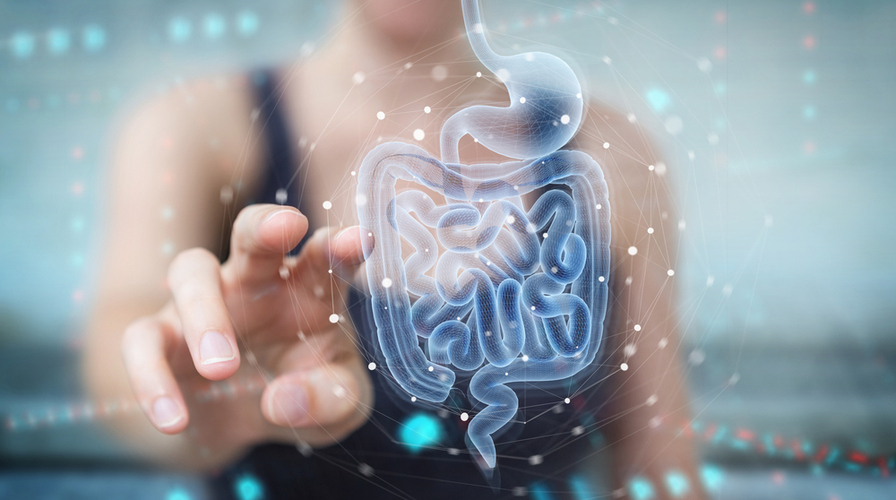 Intestine in hands. Microbiome of digestive system. Probiotic treatment. Probiotic cells for immunity. Digestive health. Studying action of probiotics. Microflora of intestinal tract