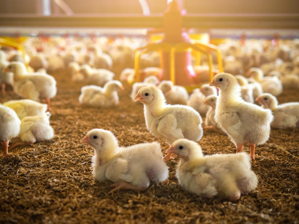 The little chickens in the smart farming. The animals farming business with feeding automation supply picture with yellow light