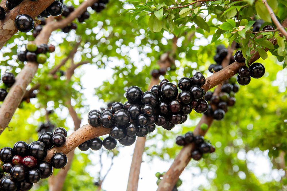 Hands holding some "jaboticabas" (brazilian) fruit
