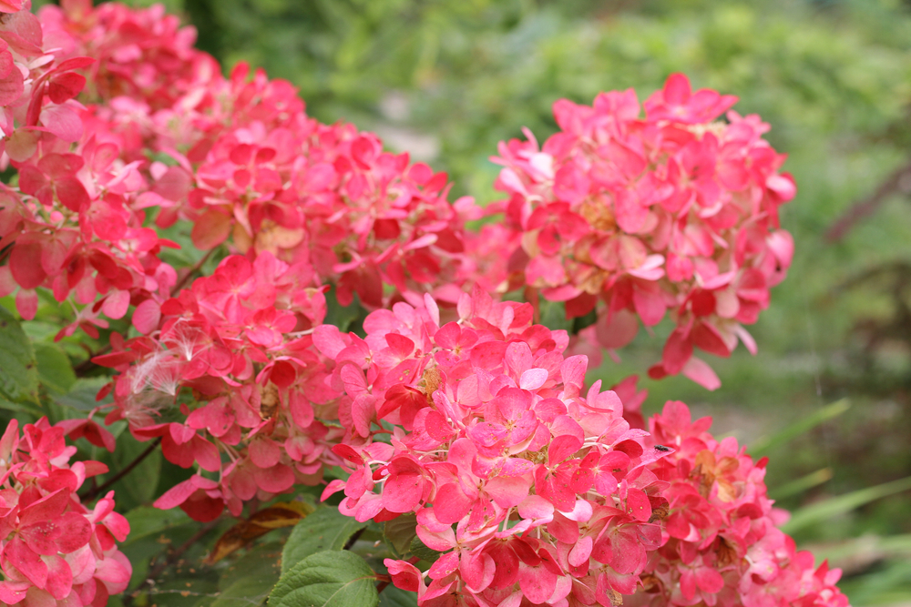 Inflorescences of hydrangea paniculata of the Rouge Diamand shrub variety with red flowers, bright red scarlet color. Seasonal change in color of flowers from white to red
