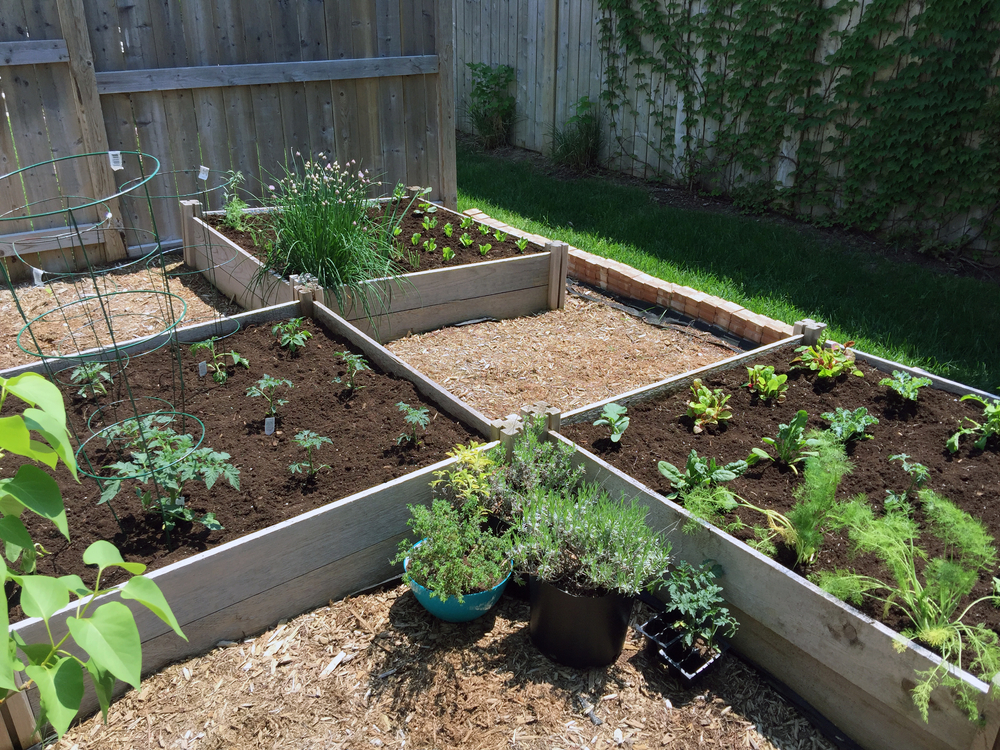 This small urban backyard garden contains square raised planting beds for growing vegetables and herbs throughout the summer.  Brick edging is used to keep grass out, and mulch helps keep weeds down.