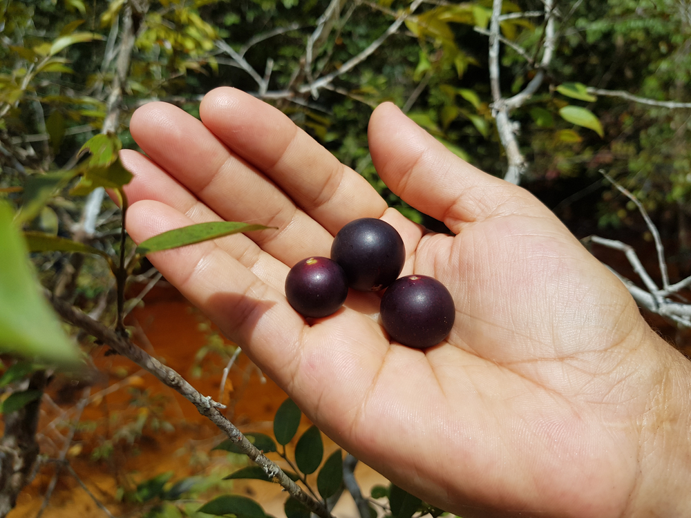 Vitamin-rich C fruit from the Amazon region, Camu - Camu (Myrciaria dubia), Myrtaceae family. Location: near Manaus, Amazon - Brazil.