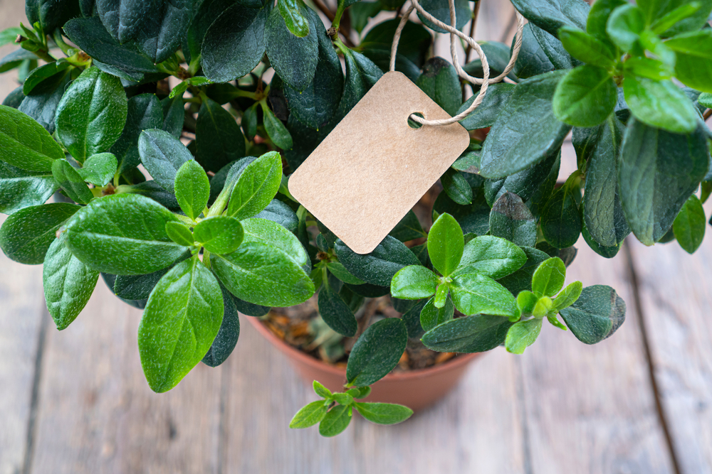 Handmade paper price tag or blank tag for your label lying on the azalea leaves.