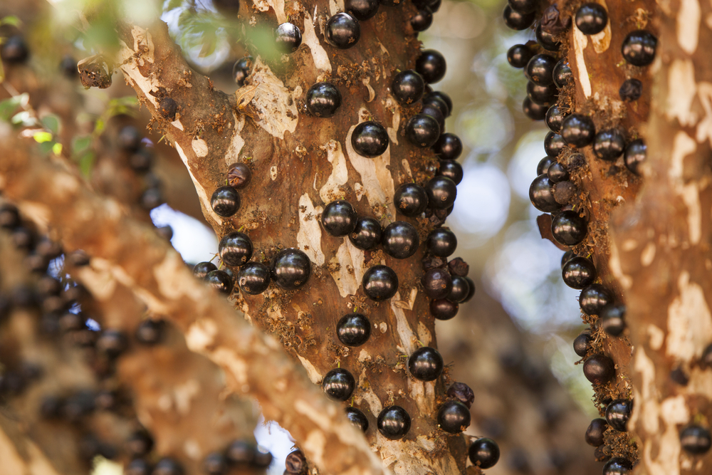 Tree full of Jabuticabas.
