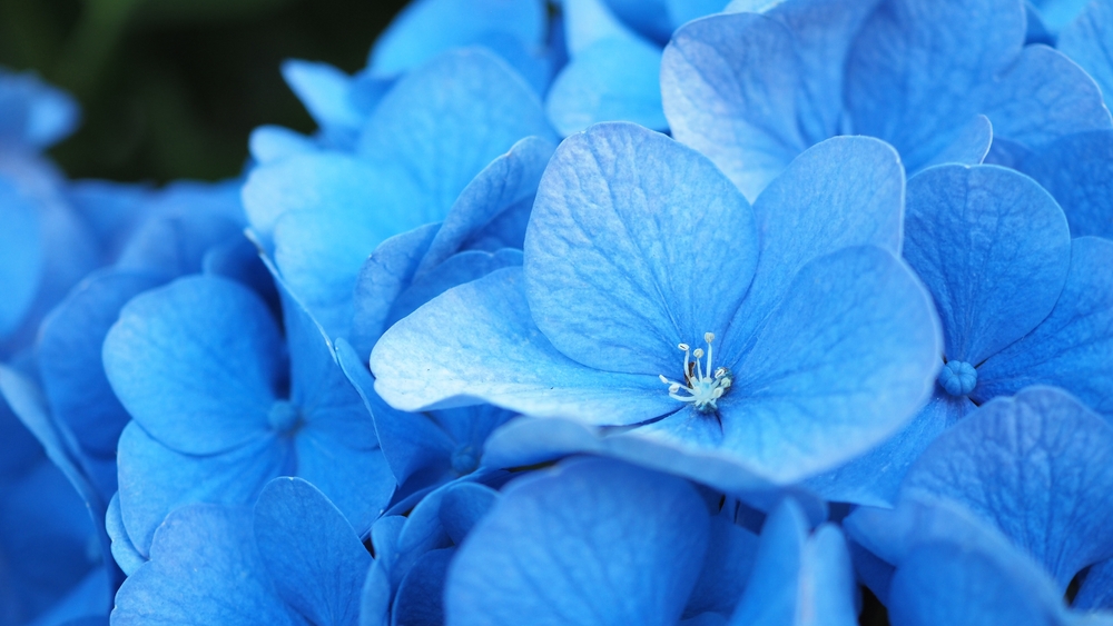 French Hydrangea and dark background. Blue Hydrangea or Hydrangea macrophylla or Hortensia flowers from Sapporo Hokkaido Japan. Colorful Hydrangeas. Macro depth of field for soft focus blurry feel.
