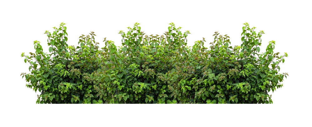 Tropical plant flower bush tree isolated on white background with clipping path.