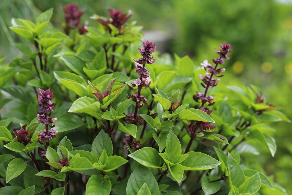 Ocimum basilicum. Thai basil, spice and medicinal plant.