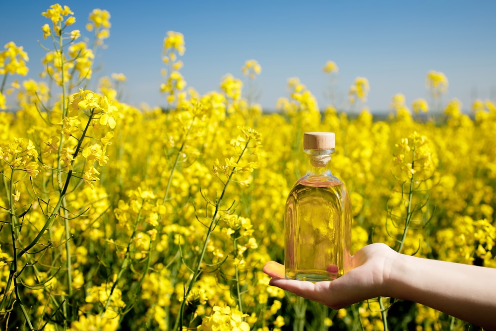 Rapeseed oil in a transparent glass bottle in hand on a background of rapeseed field.
