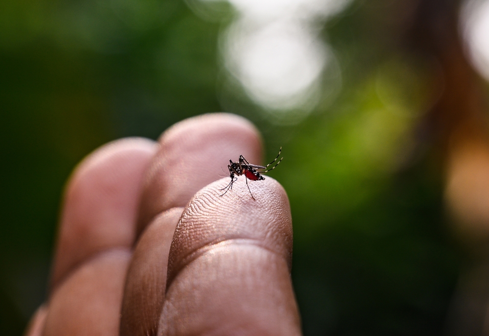 Aedes albopictus (Stegomyia albopicta), from the mosquito (Culicidae) family, also known as the (Asian) tiger mosquito. Vector of yellow fever virus, dengue fever, Chikungunya fever,  Zika virus.