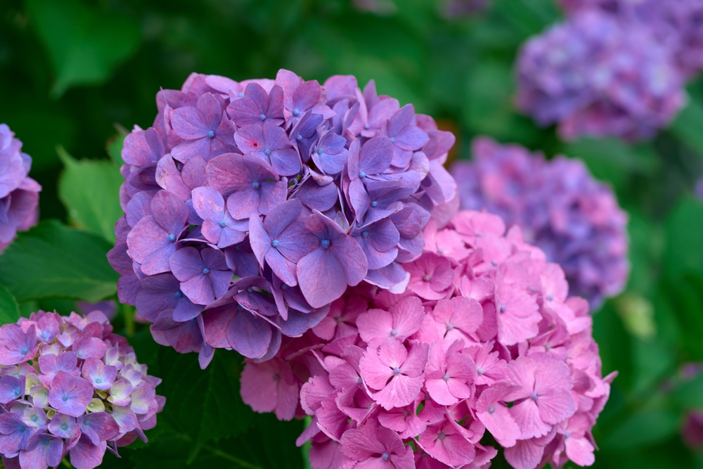 Beautiful hydrangeas blooming in early summer in Japan
