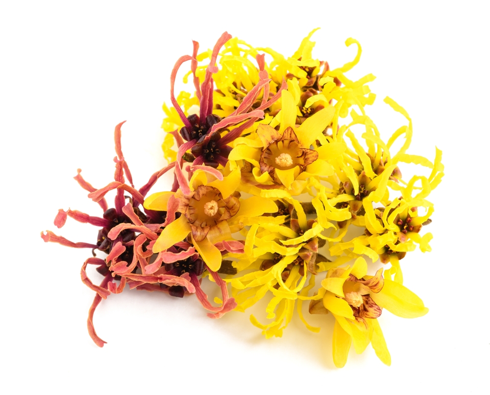 Witch hazel and wintersweet flowers isolated on white background
