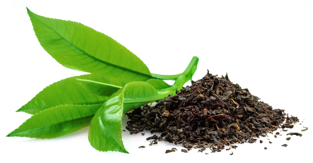 Heap of dried tea and fresh green tea leaves isolated on white background.