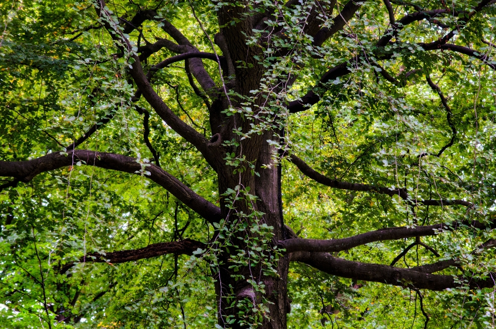 a closeup of a Black Walnut tree trunk surrounded with its leaves