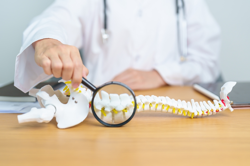Doctor with human Spine anatomy model. Spinal Cord Disorder and disease, Back pain, Lumbar, Sacral pelvis, Cervical neck, Thoracic, Coccyx, Orthopedist, chiropractic, Office Syndrome and health