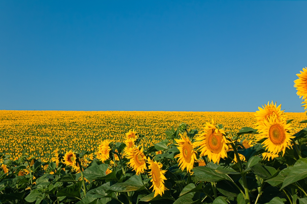 agricultural business.sunflower oil production.sunflower harvest.sunflower field.farming and agronomy in ukraine.sunflower promotion.yellow field.young harvest.sunflowers wallpaper. big field.summer