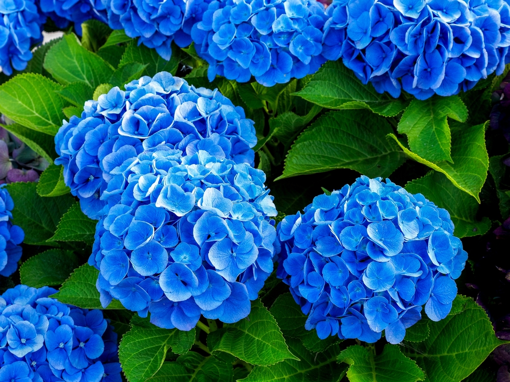 detail of a blue Hydrangea or hortensia flowers (Hydrangea Macrophylla) with blurred background
