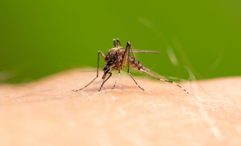 The mosquito sits on human skin and bites. Macro
