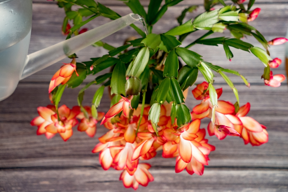 Watering a christmas cactus Schlumbergera (Cactaceae). The botanical name of the genus honors the French cactus collector and breeder Frédéric Schlumberger
