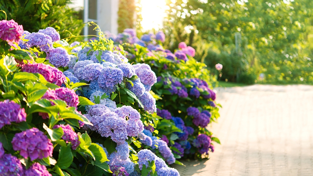 Blue, pink hydrangea flowers are blooming in summer in town garden heads in the sunlight. Beautiful garden with hydrangeas. Aesthetic path near the house.
