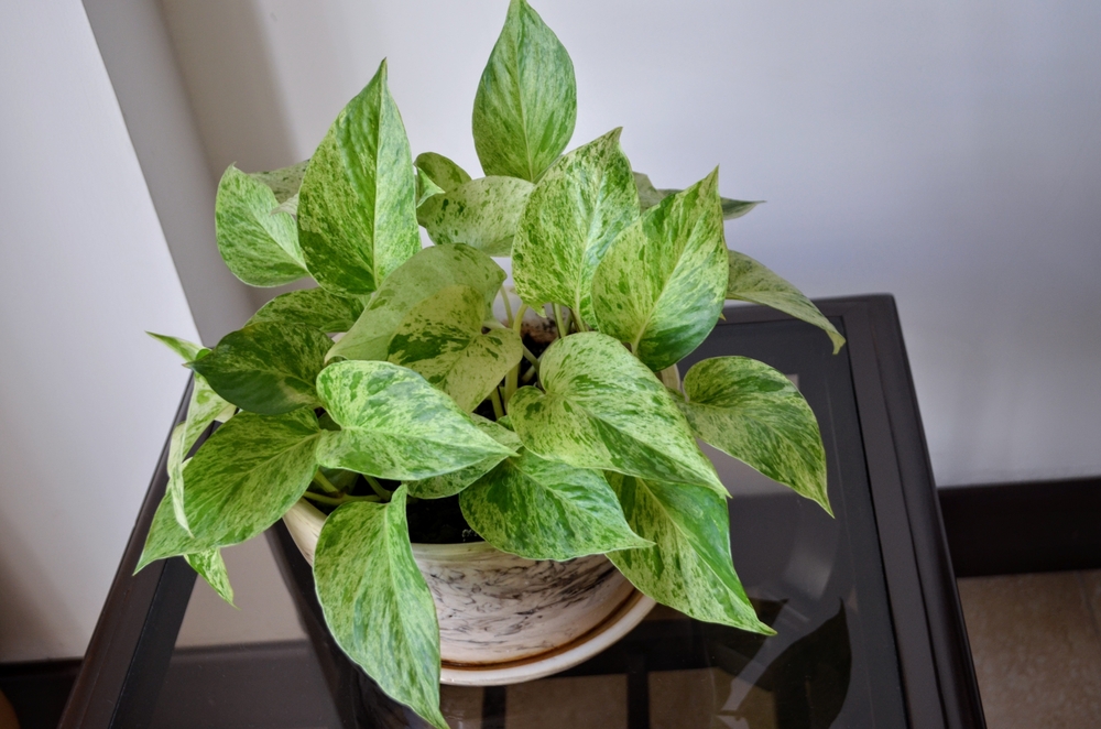 Epipremnum aureum is a species in the arum family Araceae. Popular house plant. Also known as money plant, ivy arum, devil's ivy or Ceylon creeper. Evergreen vine. Indoor plant. Marble queen pothos.
