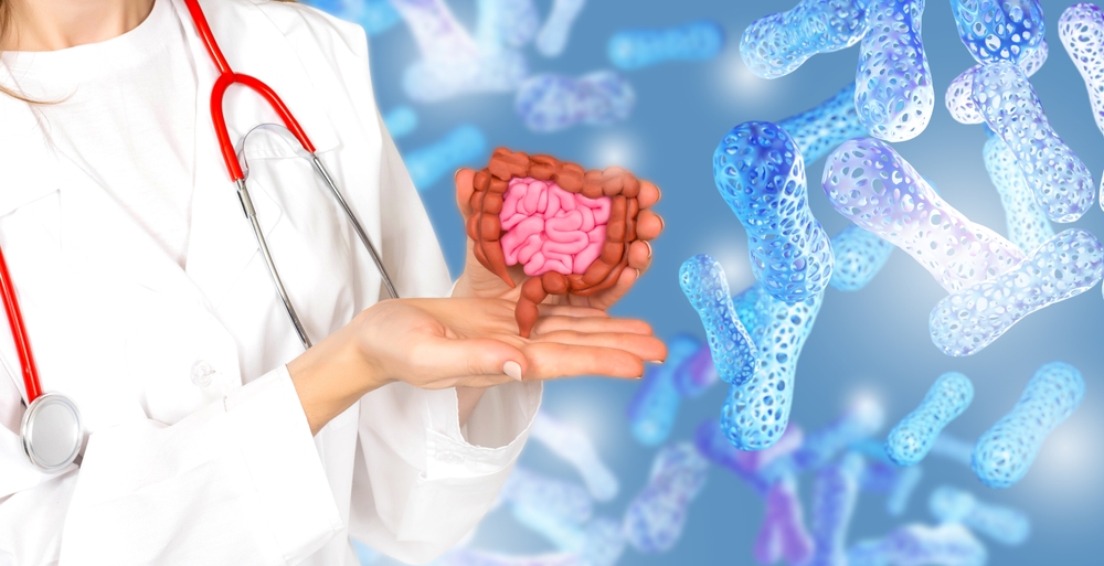 Probiotics for intestines. Intestinal tract in hands of doctor. Microbiota for human digestion. Probiotic cells near doctor. Cropped doctor explains how probiotics work. Lactobacilli, bifidobacteria