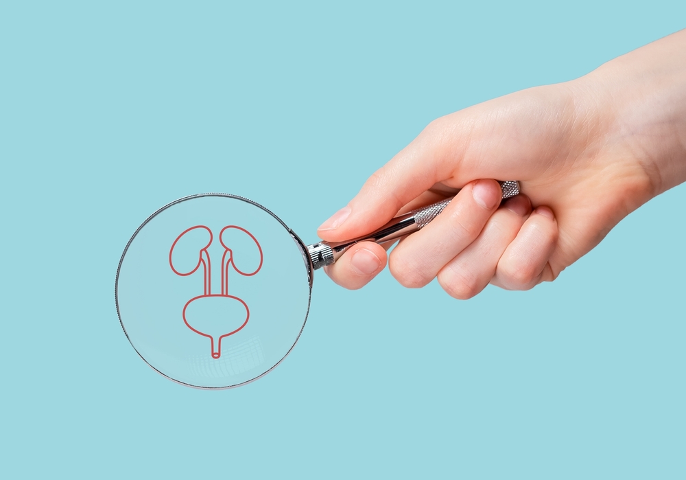 Kidneys and urinal bladder, urinary system, study through magnifying glass.