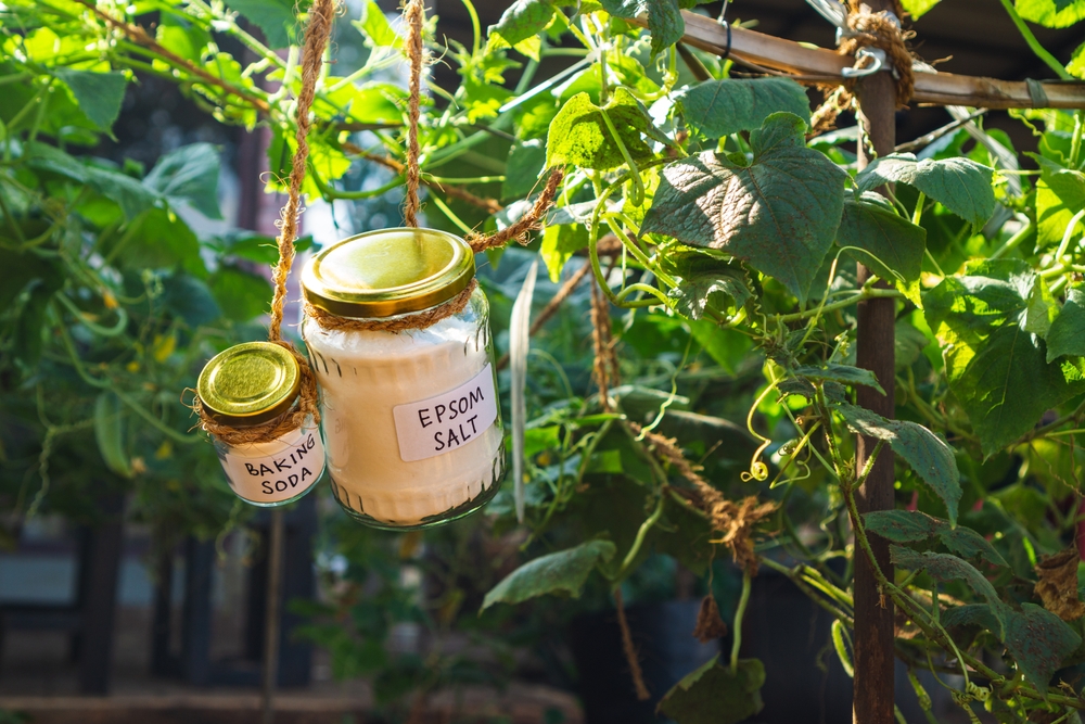 Using baking soda, sodium bicarbonate and epsom salt in home garden and agricultural field concept. safe pesticide and fungicide
