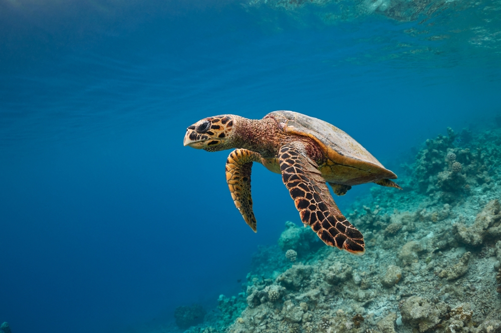 Eretmochelys imbricata Hawksbill sea turtle swimming in blue lagoon
