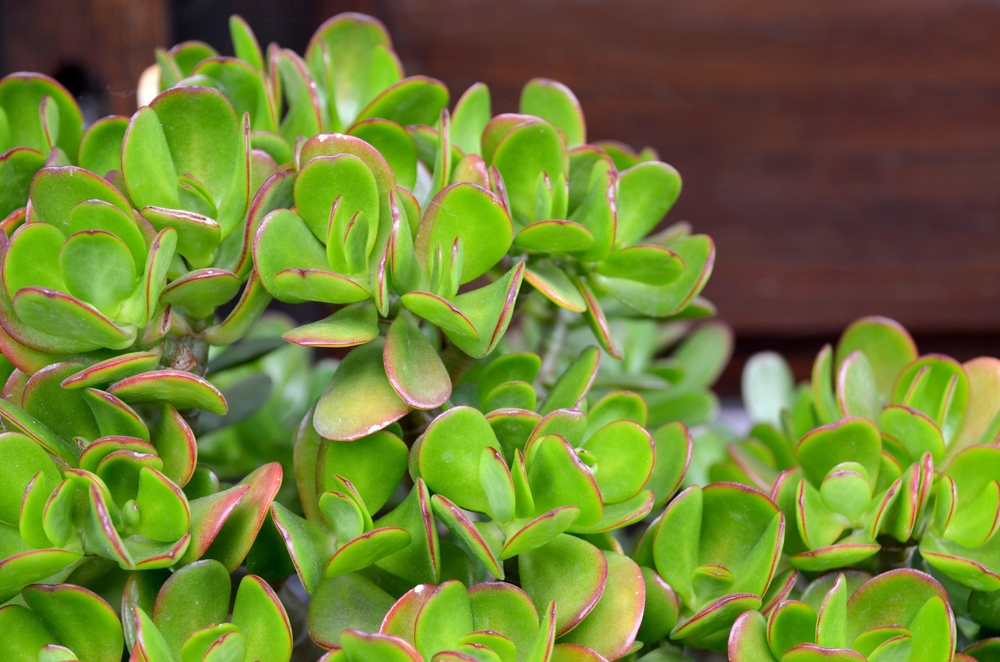Crassula ovata (Jade Plant,Money Plant,Friendship Tree) succulent plant in a tropical garden.Selective focus.
