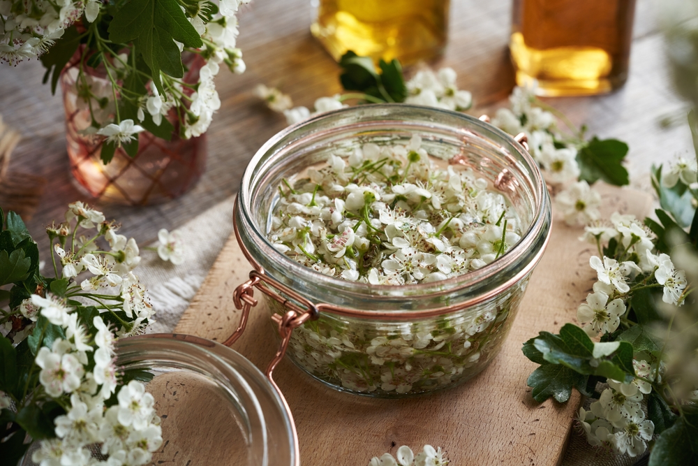 A jar filled with fresh hawthorn flowers and alcohol, to prepare homemade herbal tincture