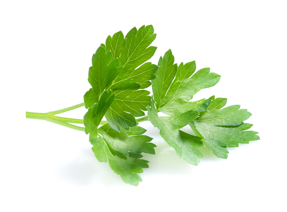 Fresh parsley leaves on white background