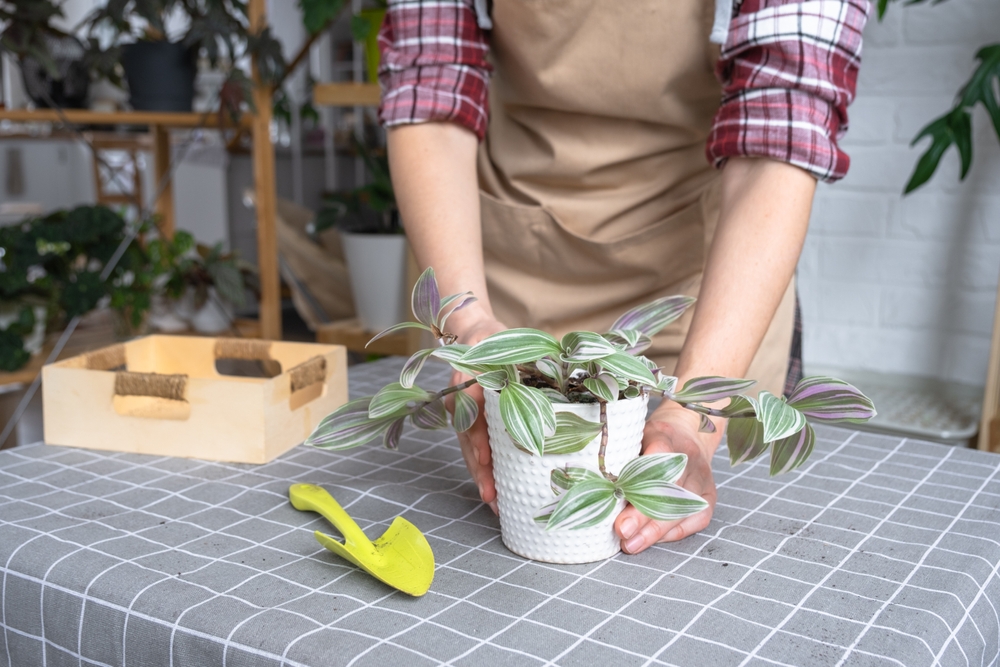 Repotting and caring home plant tradescantia into new pot home interior. Woman grows plants hobby, holds useful plant
