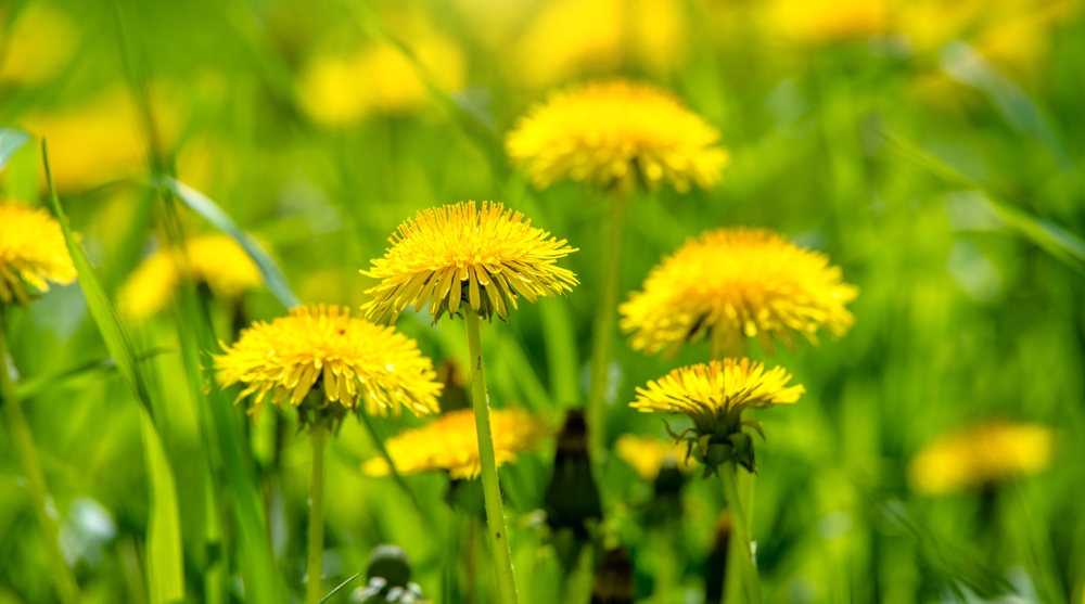 Yellow dandelions blooming on grass background