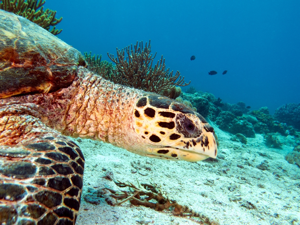 A Hawksbill turtle swimming on a shallow reef Boracay Island Philippines
