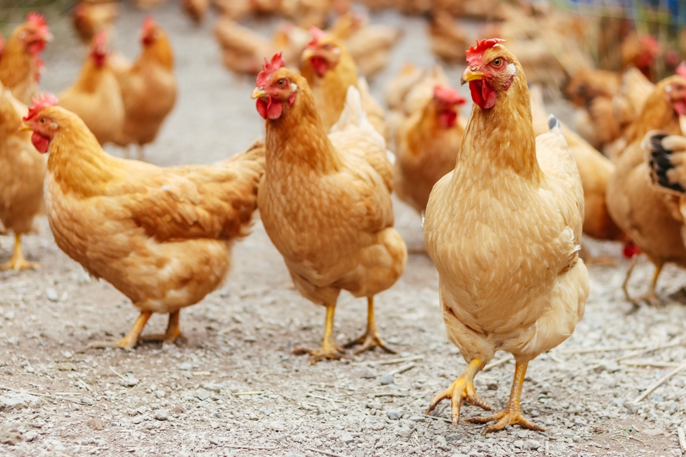 Chickens raised in a chicken farm
