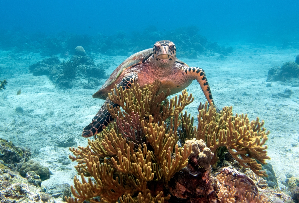 A Hawksbill turtle swimming on a shallow reef Boracay Island Philippines
