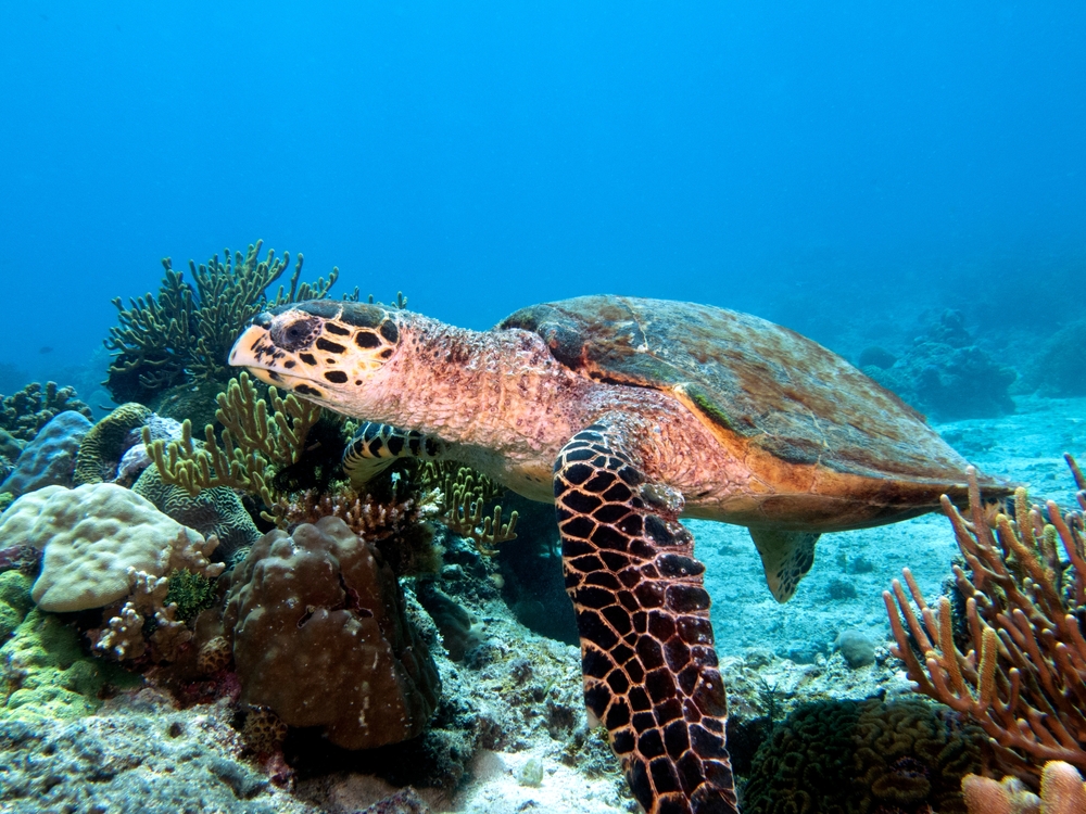 A Hawksbill turtle swimming on a shallow reef Boracay Island Philippines
