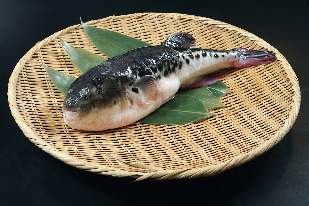 Japanese Fugu Fish (Puffer Fish)
