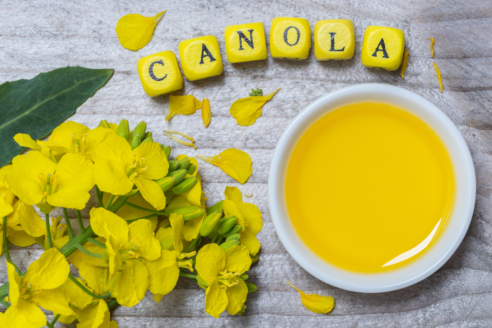 Canola with oil concept on gray wood.
