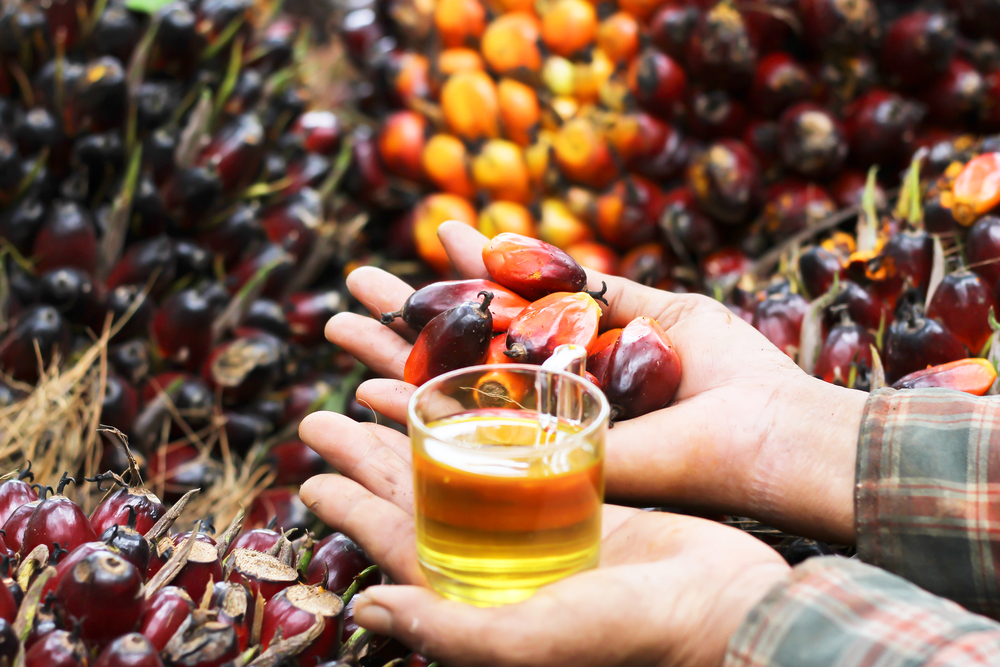 Fresh Palm oil seed in farmer hands preparing to make oil, Close up