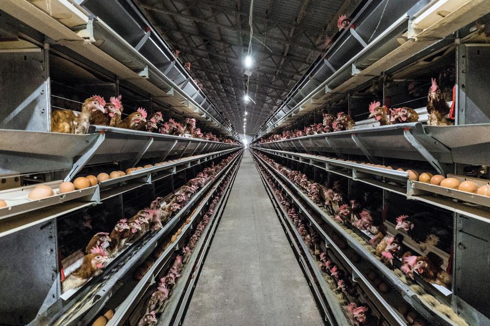 Multilevel production line conveyor production line of chicken eggs of a poultry farm. Agriculture technological equipment. Limited depth of field.